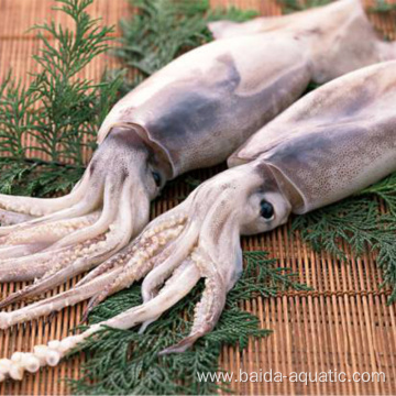 Nutritious squid peru squid giant squid fillet